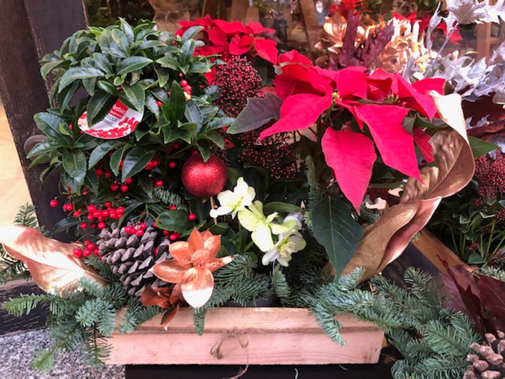 Caja con plantas naturales de navidad (ardisia, heleborus y flor de pascua)