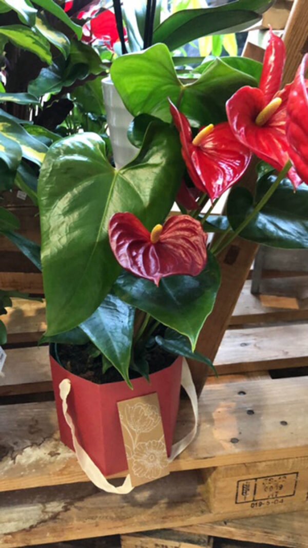 Anthurium en caja de regalo