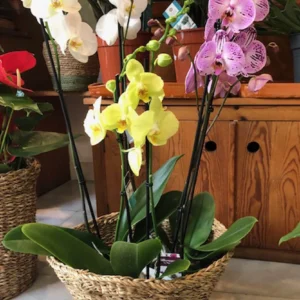 cesto con orquideas ana sabadell