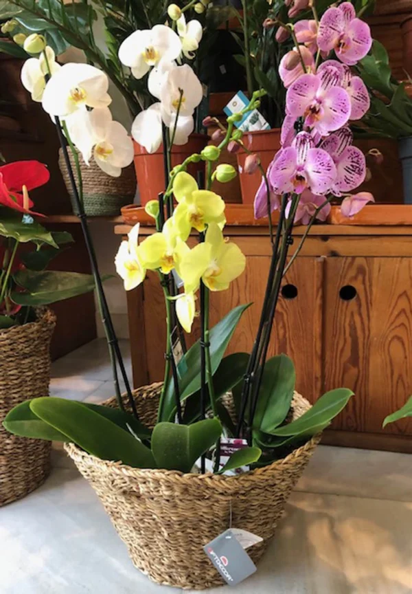 cesto con orquideas ana sabadell