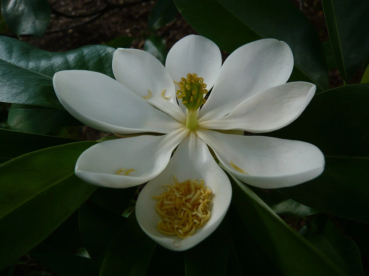 Magnolia-flor-de-wikipedia-commons