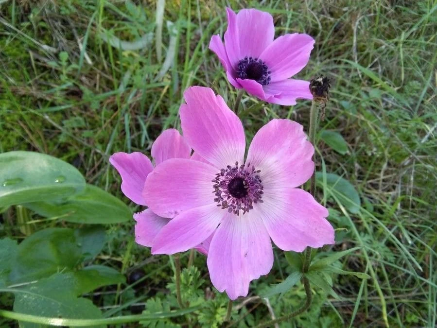 flor-de-anemona-coronaria-de-plantnet.org