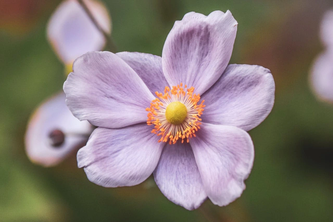 flor-de-anemona-de-pexels-autor-boys-in-bristol-photography