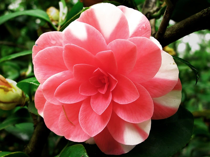 flor-de-camelia-de-flickr-autor-jacinta-lluc-valero