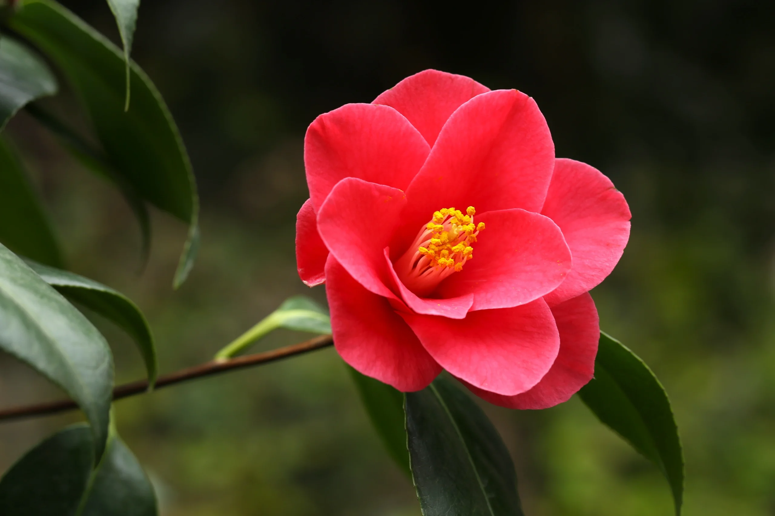 flor-de-camelia-pxhere