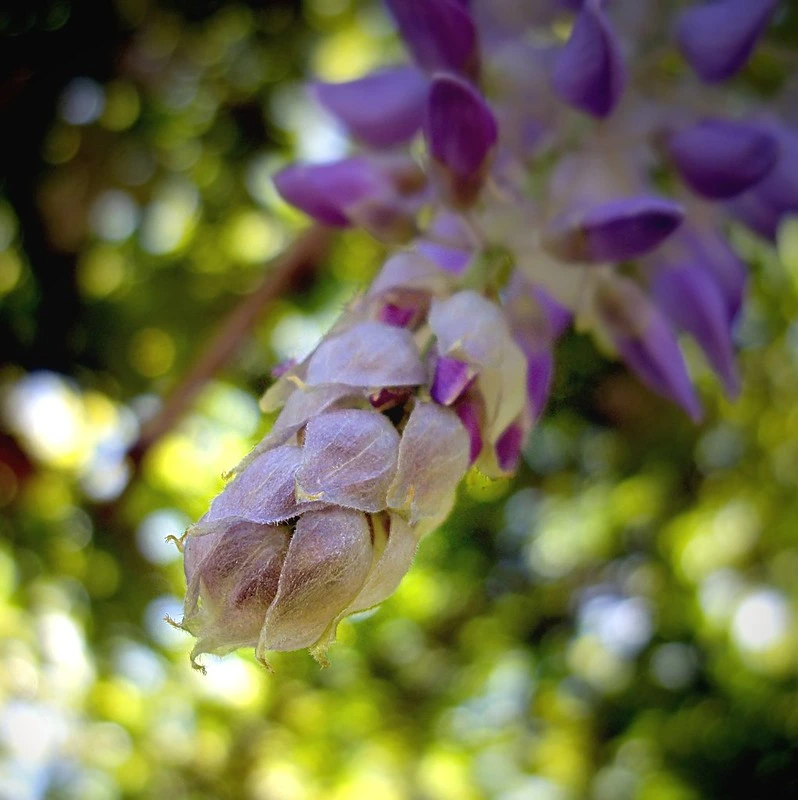 flor-de-glicinia-de-flickr-autor-salome-bielsa