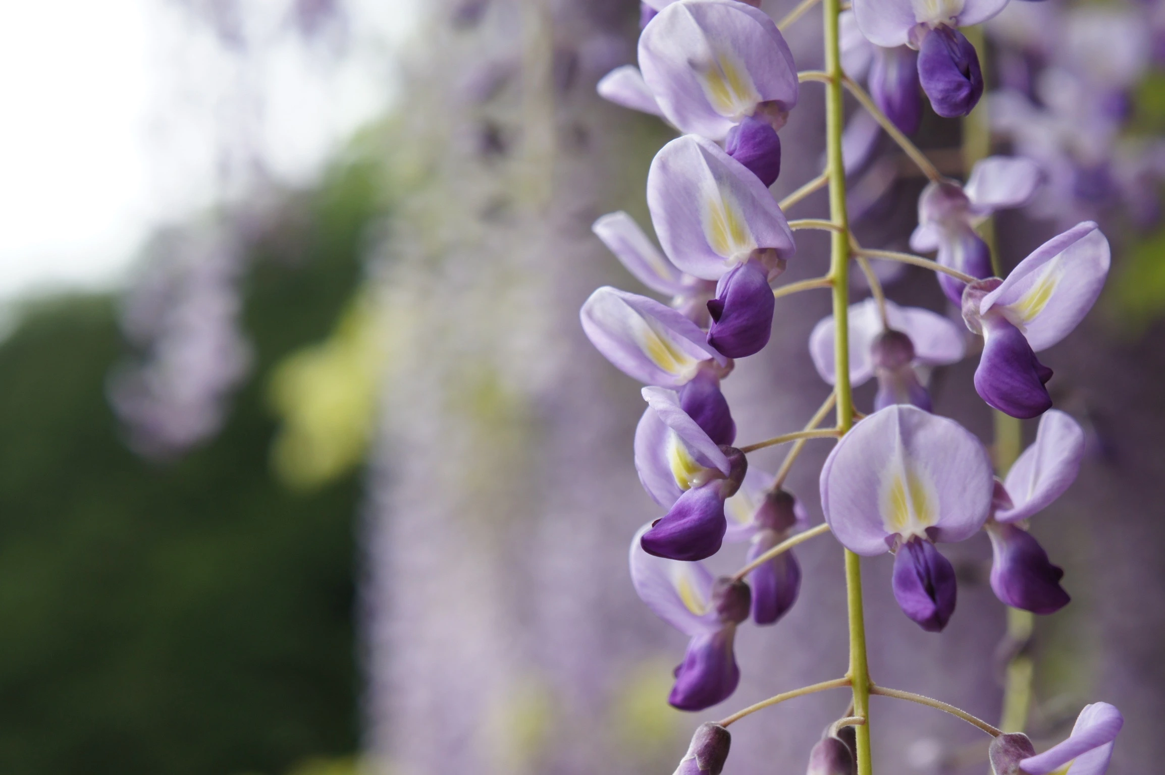 flor-de-glicinia-flores-de-primavera-de-pxhere