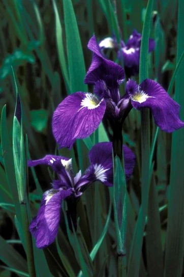 flor-de-iris-de-pixinio-autor-USFWS