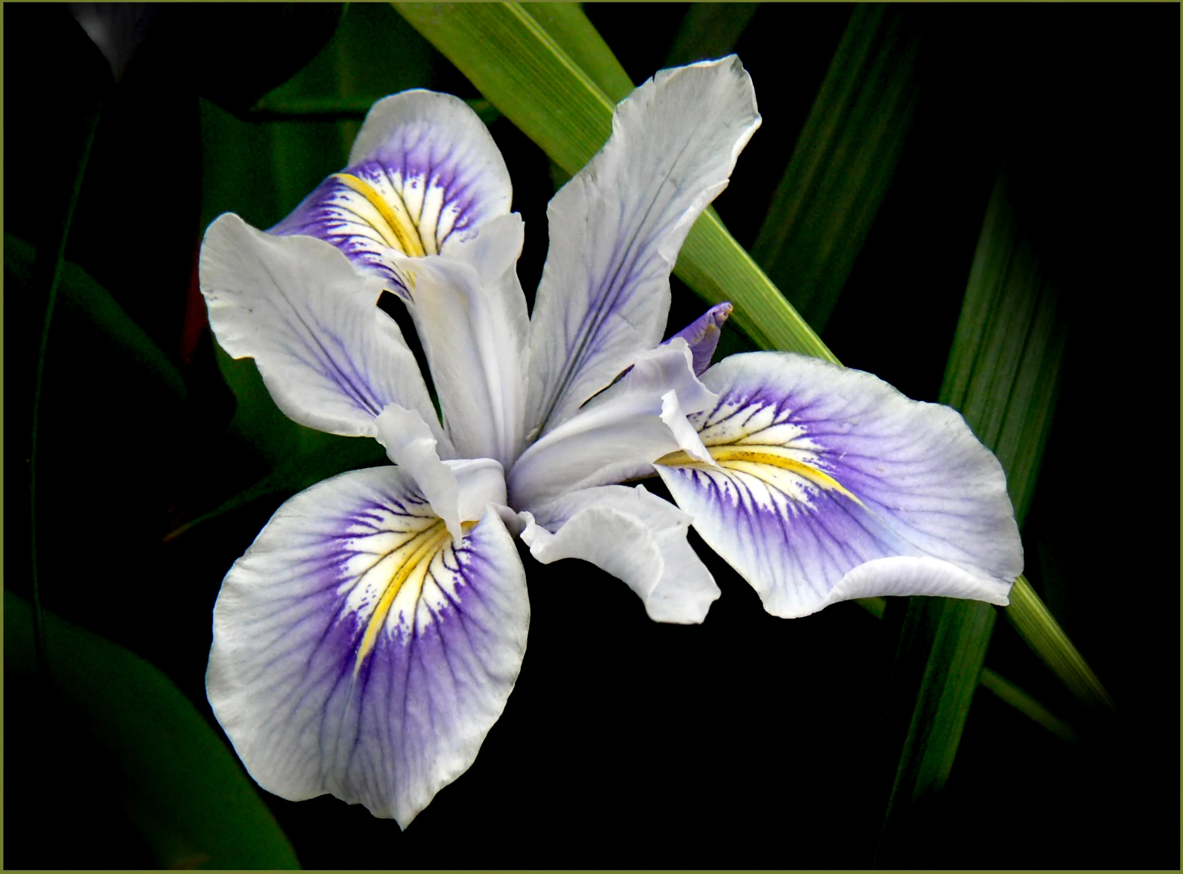 flor-de-iris-pxhere