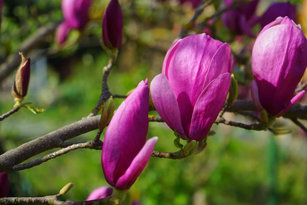 flor-de-magnolia-de-pixinio