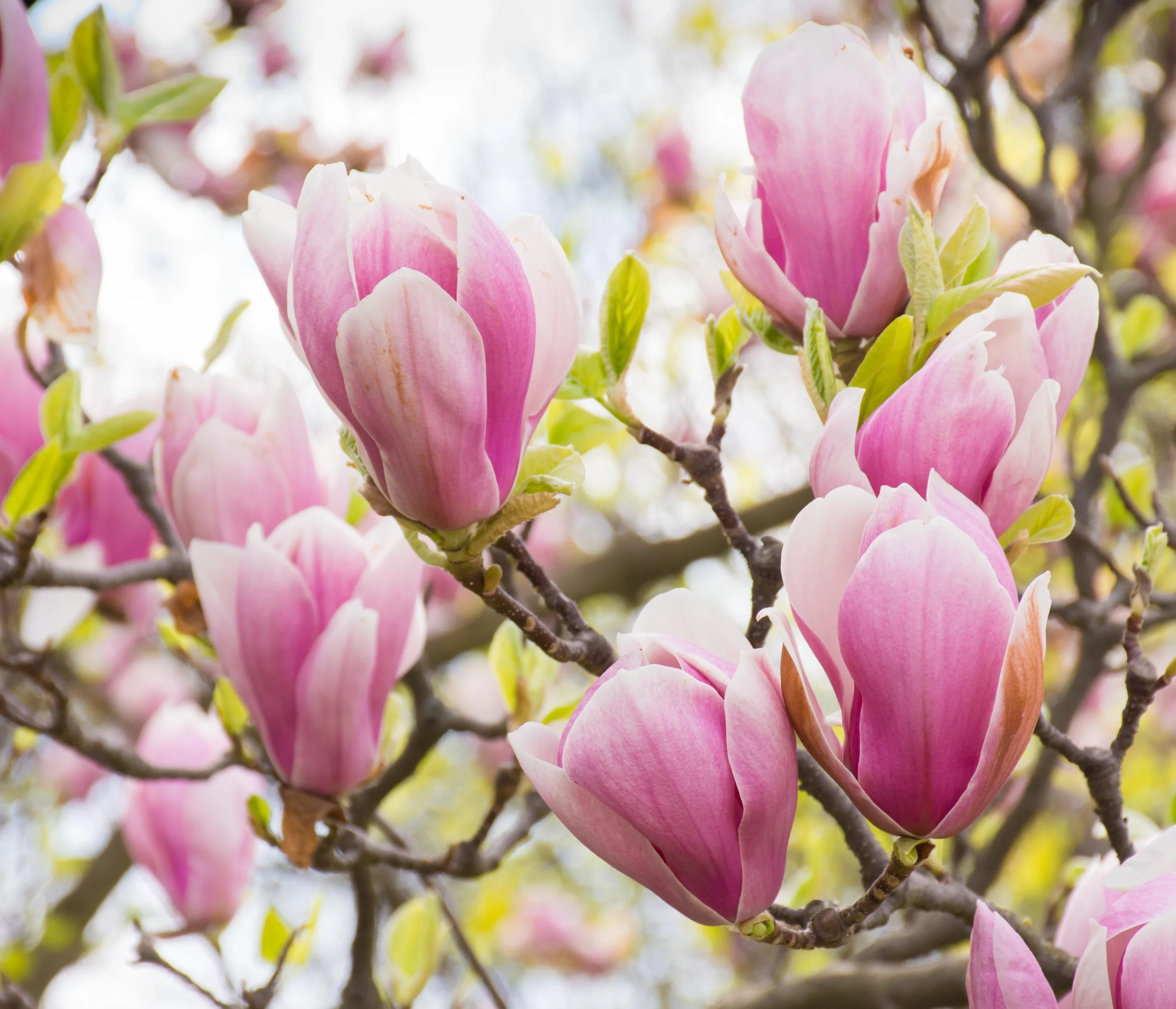 flor-de-magnolia-de-pxhere