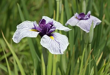 flores-de-iris-wikipedia