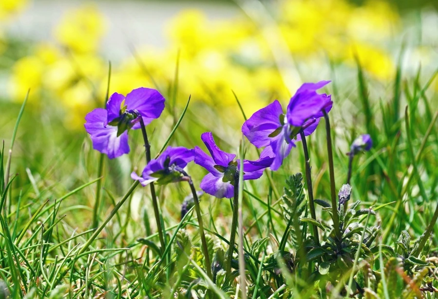 flores-violeta-de-pixinio-autor-hpgruesen