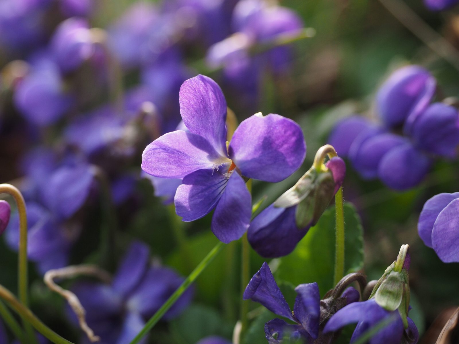 flores-violeta-por-pxhere