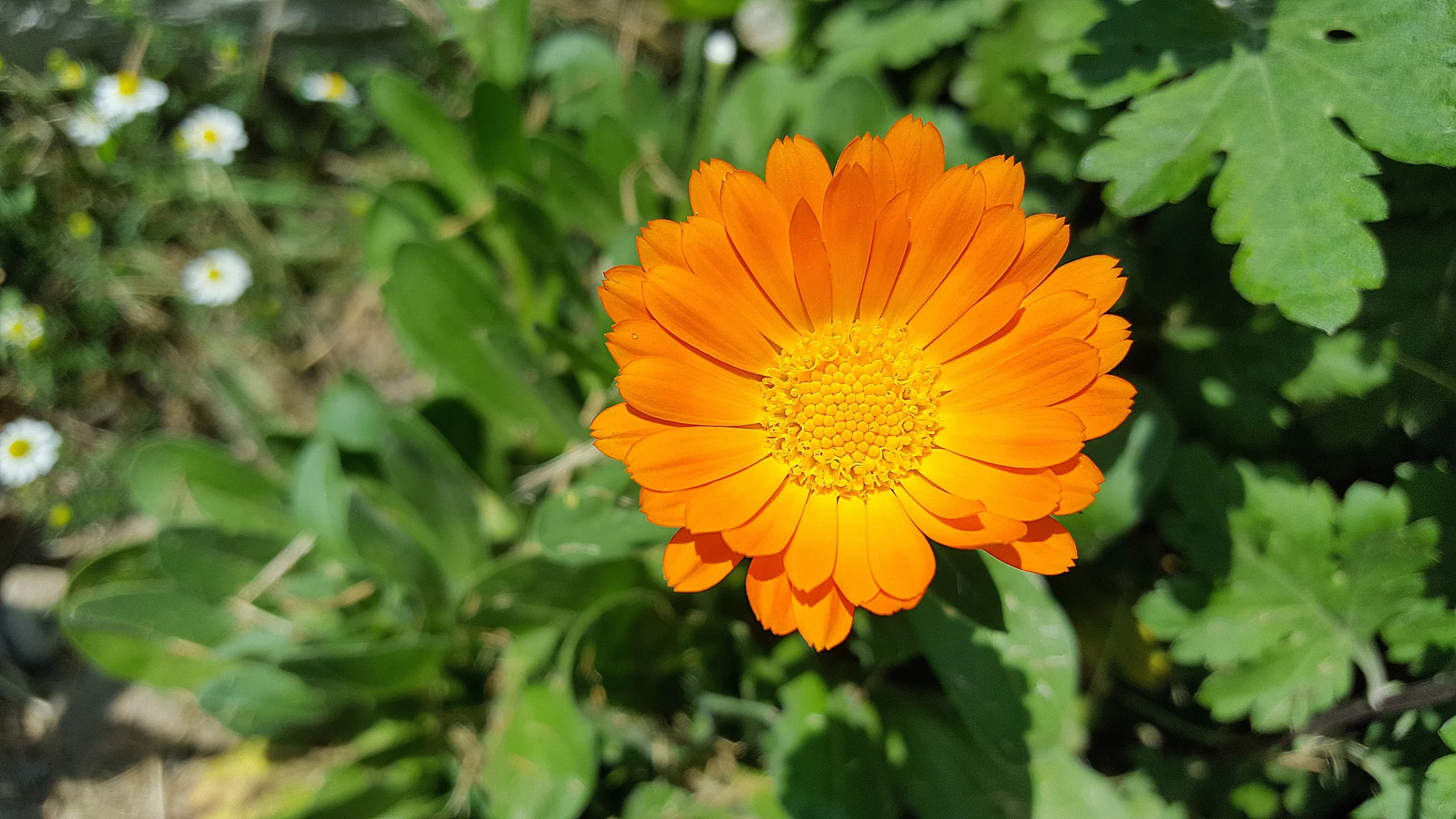 nature-plant-field-meadow-flower-petal-601620-pxhere.com