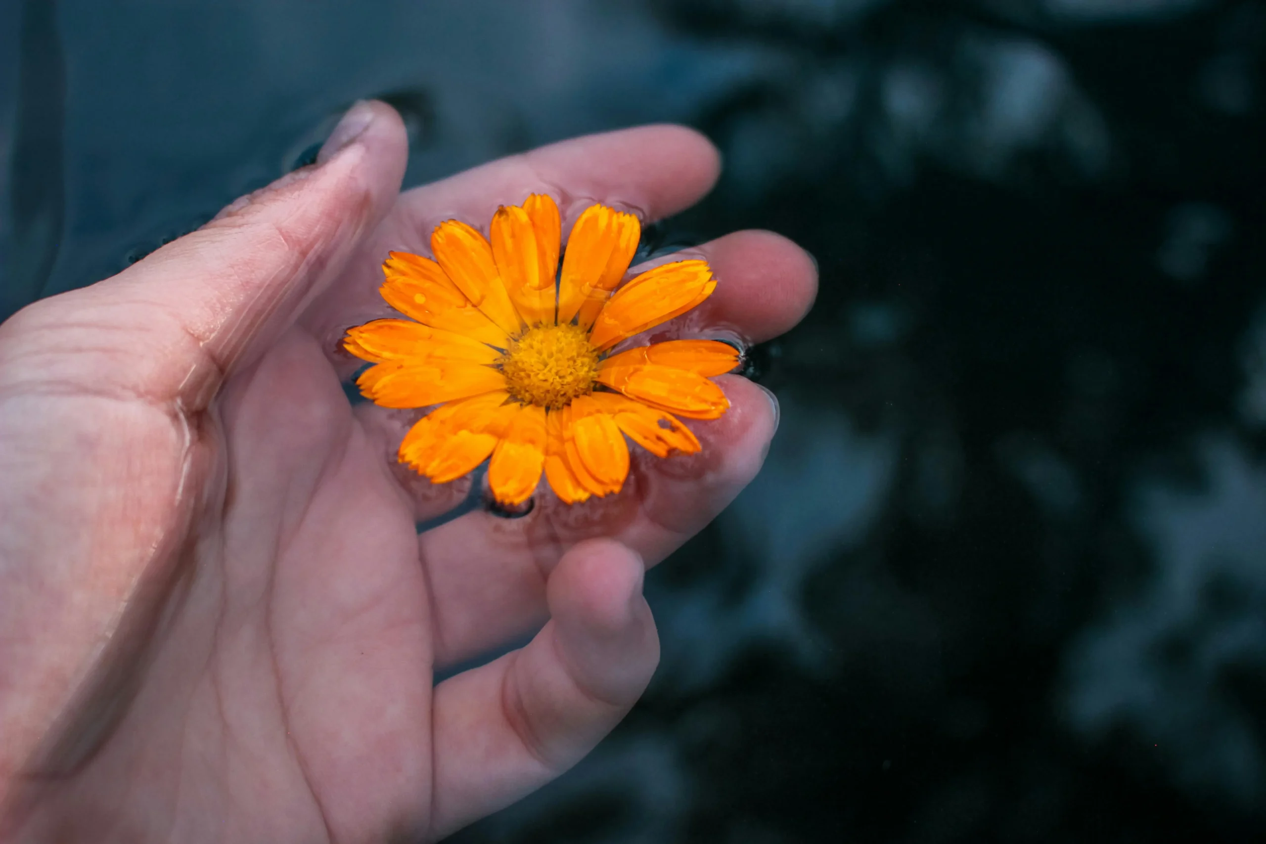 pexels-ebrubodyy-16525047